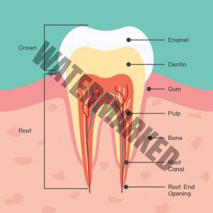درک آناتومی دندان